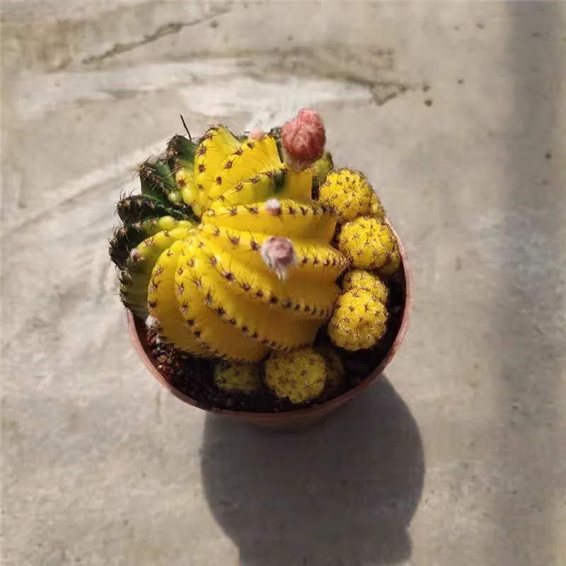 plant Aeonium Echeveria Haworthia  Caudex  Lithops Cactus  Agave 