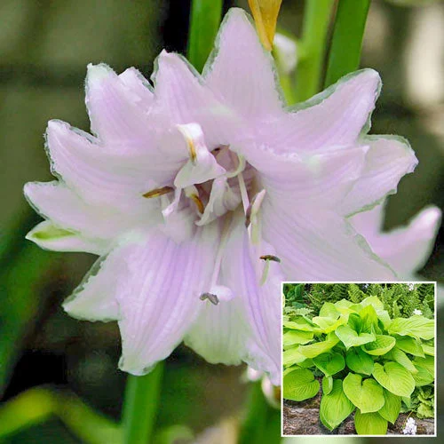 Ki-renjyaku Hosta