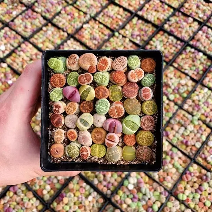 plant Aeonium Echeveria Haworthia  Caudex  Lithops Cactus  Agave 