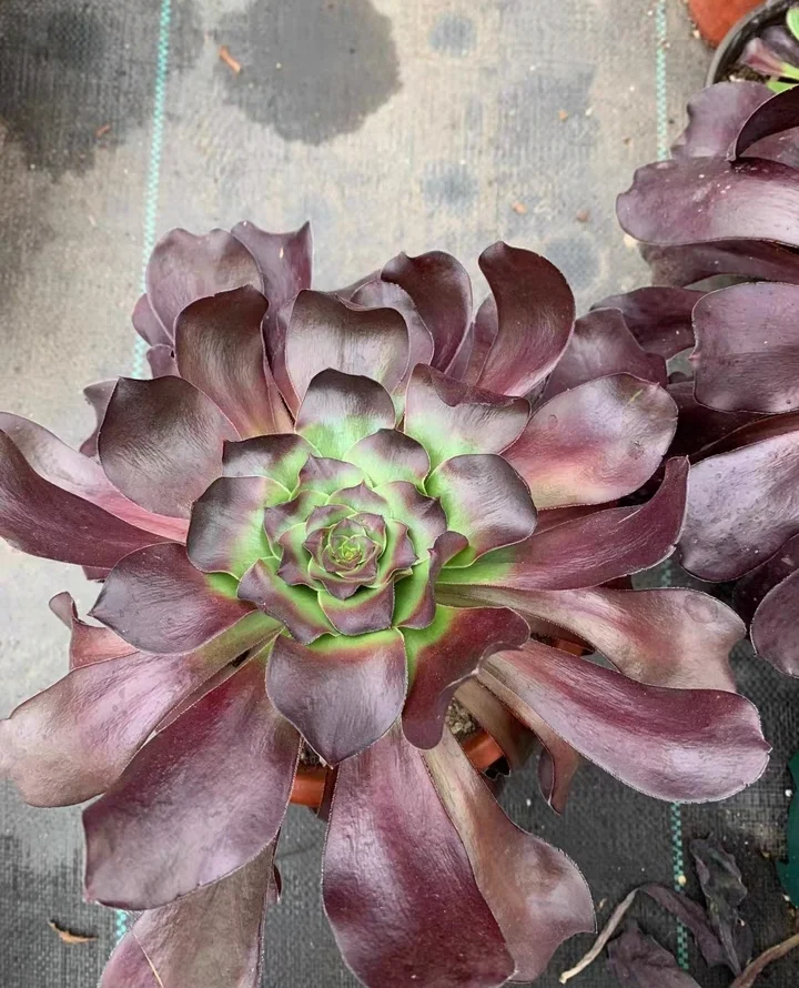 350. Voodoo cutting 12-15cm/ Aeonium cutting/ Succulent plants / Garden landscape / Carefully select healthy plants