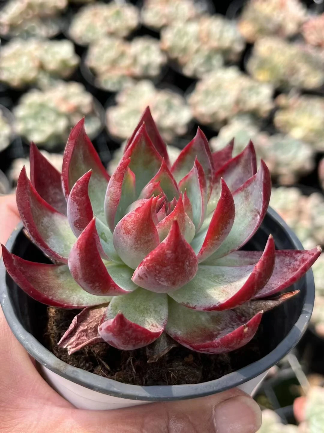 plant Aeonium Echeveria Haworthia  Caudex  Lithops Cactus  Agave 