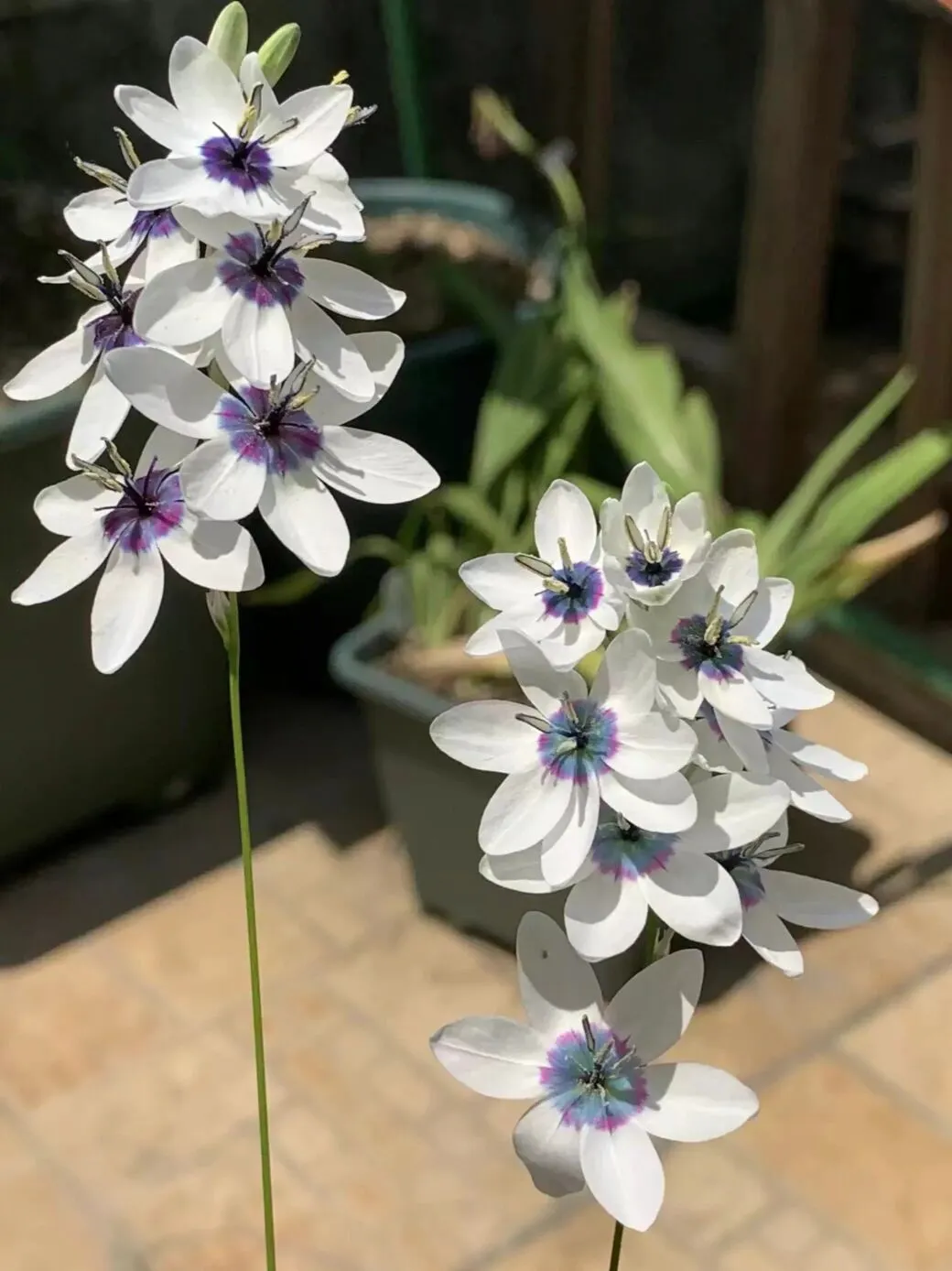 Rare White-Patterned Valley Iris