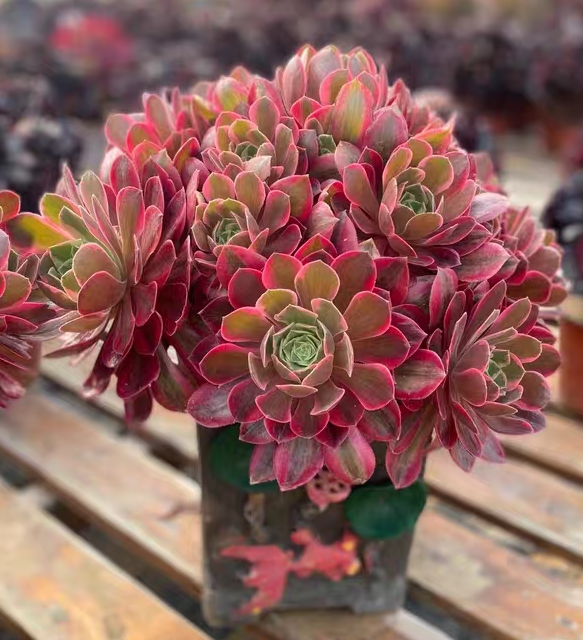 plant Aeonium Echeveria Haworthia  Caudex  Lithops Cactus  Agave 