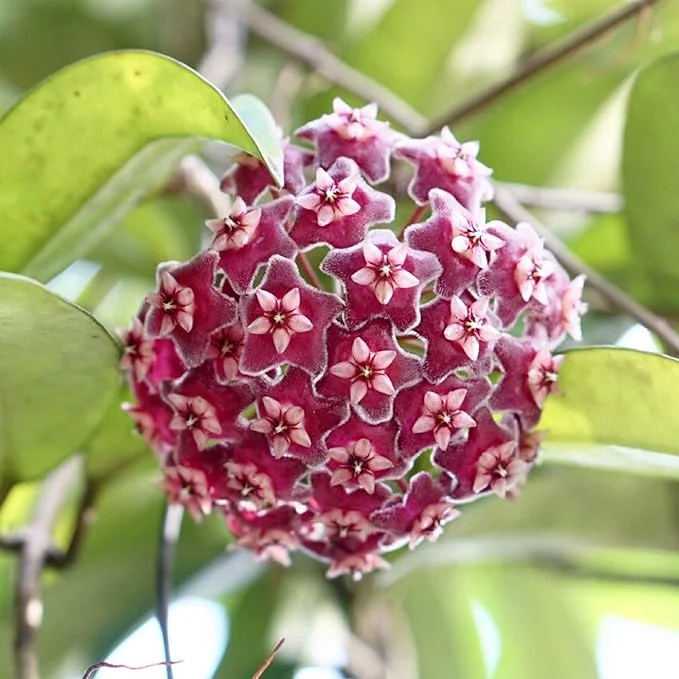 CHUXAY GARDEN Mix Hoya Carnosa-Porcelainflower,Wax Plant 200 Seeds Har