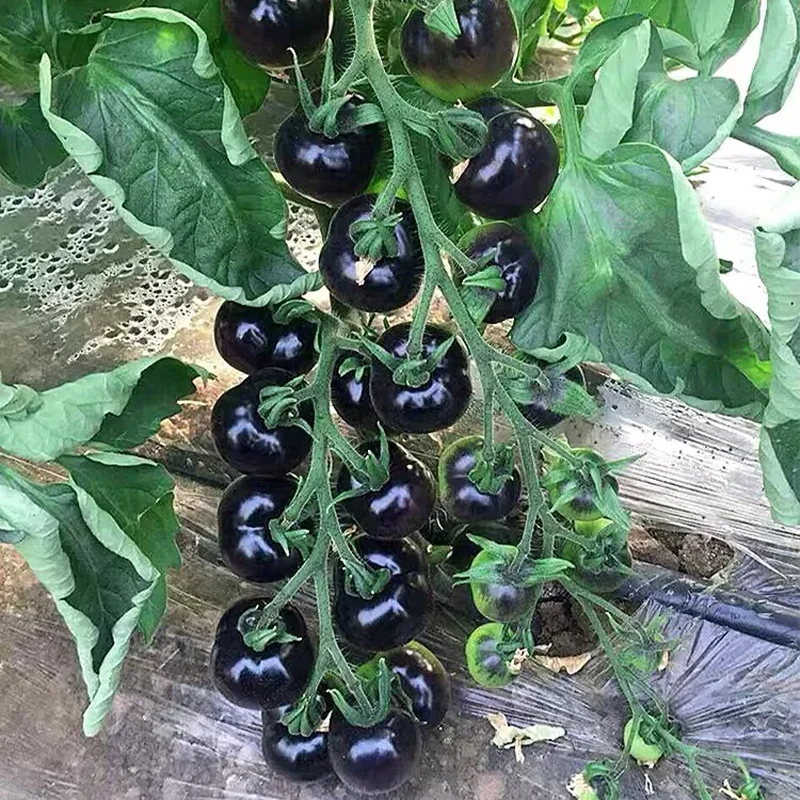 ✨Black Gem Tomato seeds
