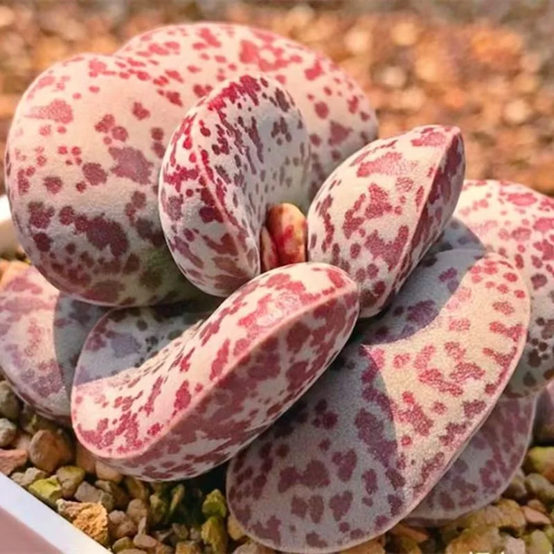 917. Adromishus 4-6cm /Caudex/Succulent plants/Garden landscape / Carefully select healthy plants