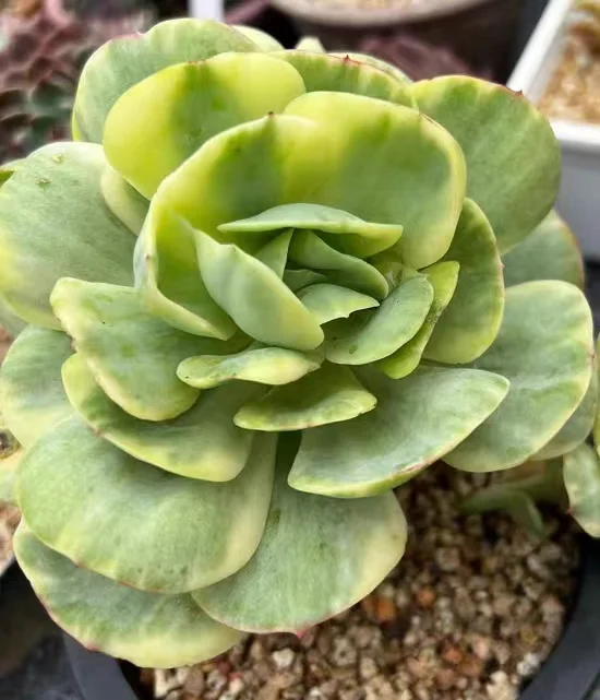 plant Aeonium Echeveria Haworthia  Caudex  Lithops Cactus  Agave 