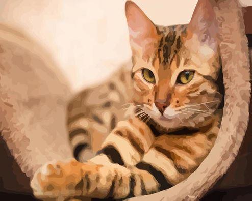 

Domestic Pet Cat – Paint By Numbers - 40*50CM, 501 Original