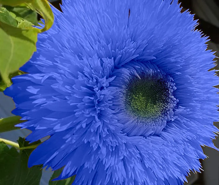 Blue Teddy Bear Sunflower Seeds