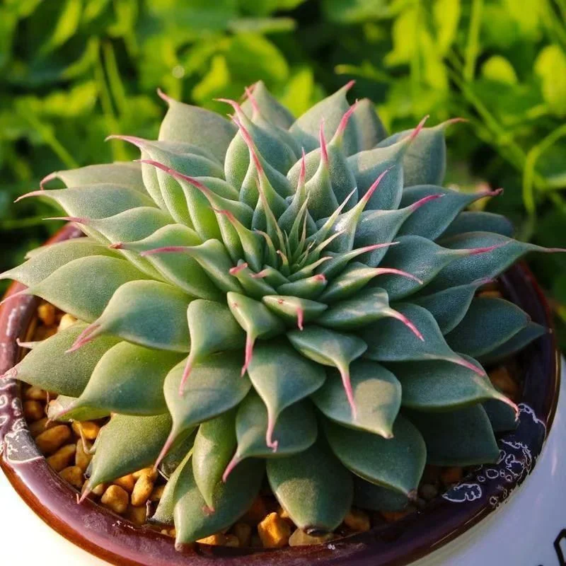 plant Aeonium Echeveria Haworthia  Caudex  Lithops Cactus  Agave 