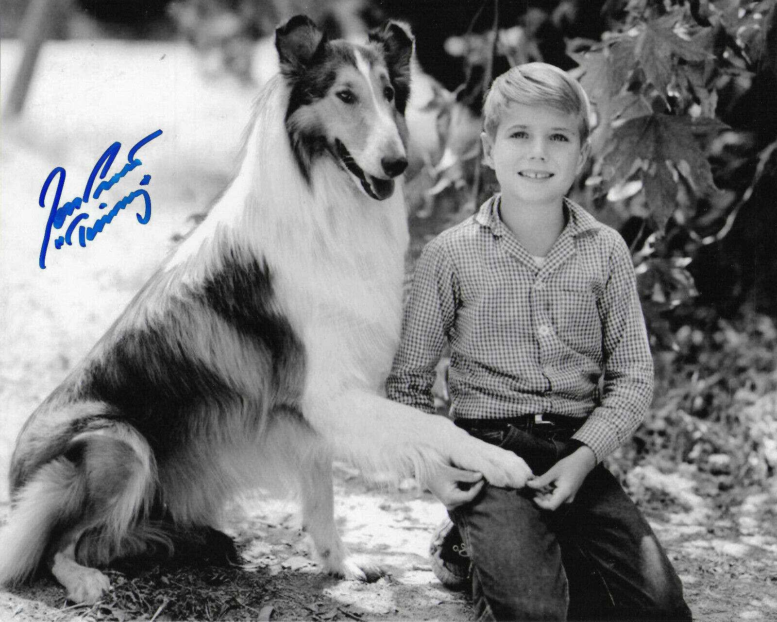 Jon Provost Lassie Original Autographed 8X10 Photo Poster painting #19