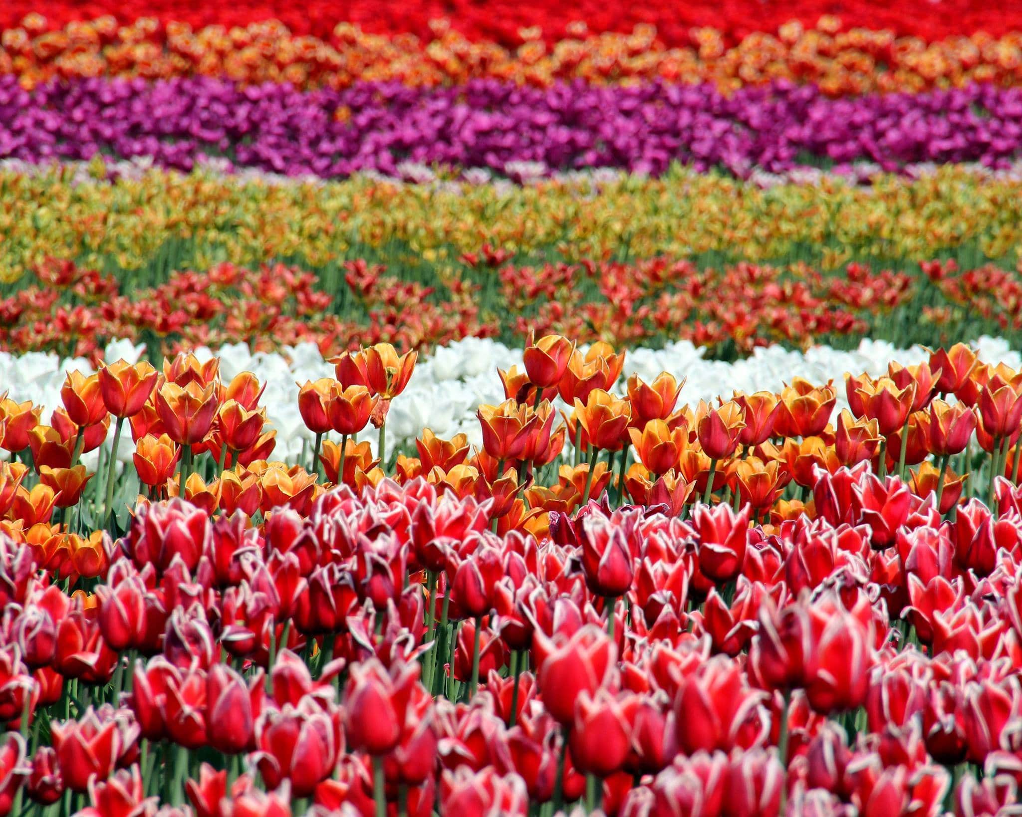 

Large Tulip Flowers Fields – Paint By Numbers - 40*50CM, 501 Original