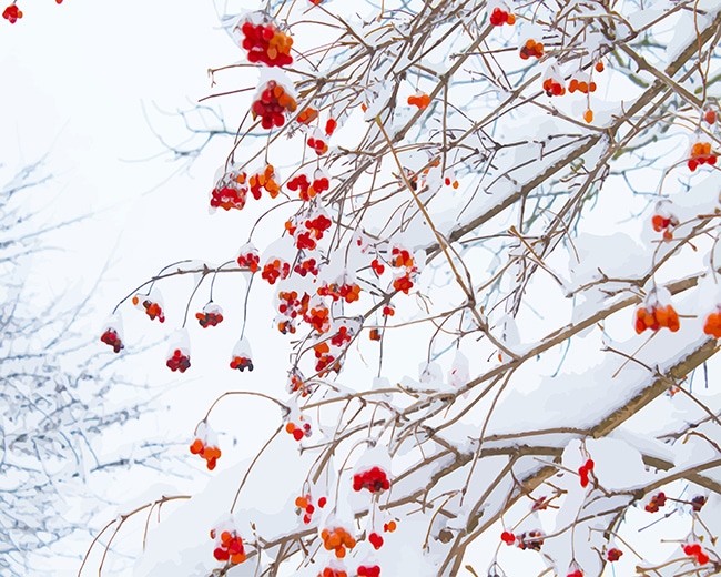 

Red Flowers Snow – Paint By Numbers - 40*50CM, 501 Original