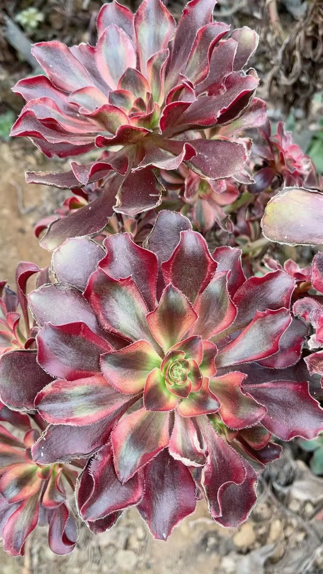 plant Aeonium Echeveria Haworthia  Caudex  Lithops Cactus  Agave 