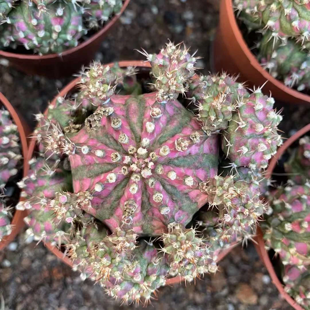 plant Aeonium Echeveria Haworthia  Caudex  Lithops Cactus  Agave 