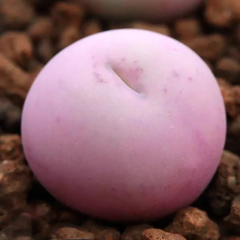 877. Globosum single head 0.5-0.7cm/ Lithops and Conophytum  /  Succulent plants / Garden landscape / Carefully select healthy plants