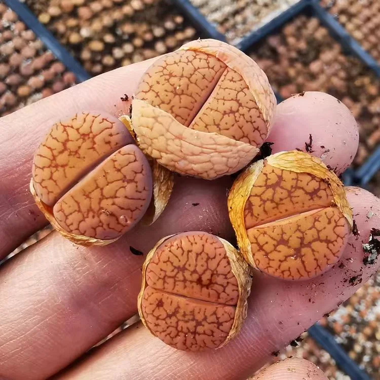 plant Aeonium Echeveria Haworthia  Caudex  Lithops Cactus  Agave 