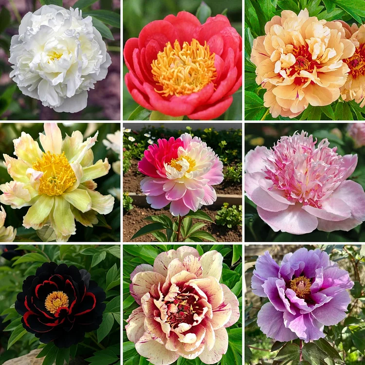 🌸 Peony Bulbs &ndash; Elegance in Every Bloom 🌸