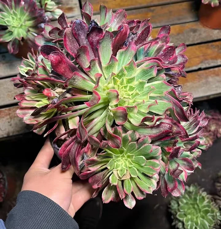 plant Aeonium Echeveria Haworthia  Caudex  Lithops Cactus  Agave 