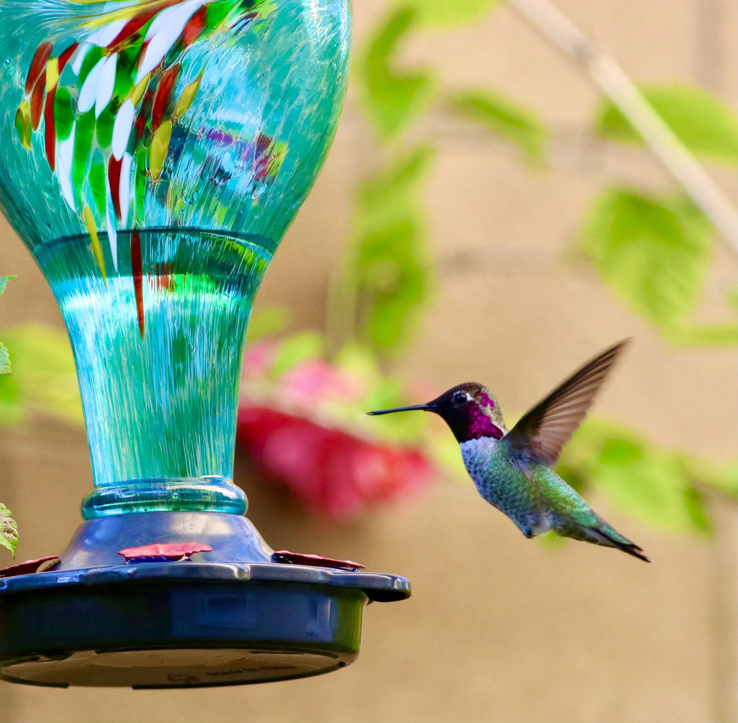 Exploring Hummingbird Feeder Types: A Guide for Bird Enthusiasts