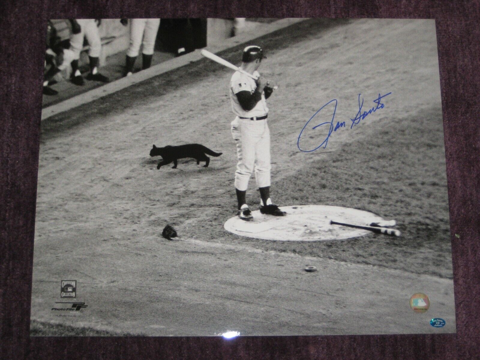 RON SANTO Signed Chicago CUBS BLACK CAT 16 x 20 Photo Poster painting w/ COA & Santo Hologram