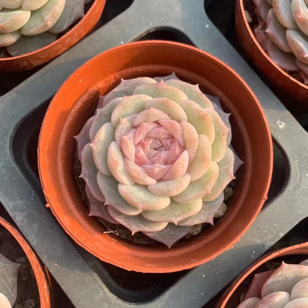 plant Aeonium Echeveria Haworthia  Caudex  Lithops Cactus  Agave 