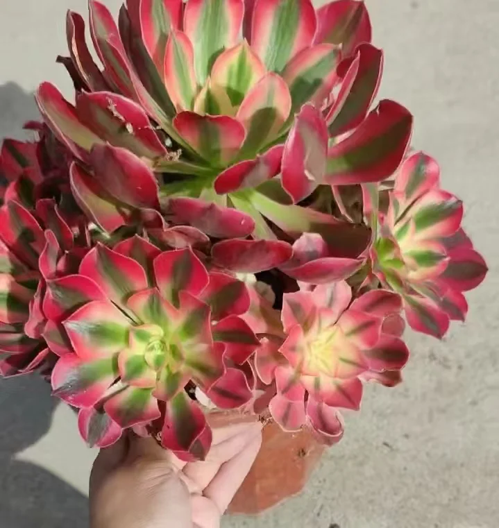 plant Aeonium Echeveria Haworthia  Caudex  Lithops Cactus  Agave 