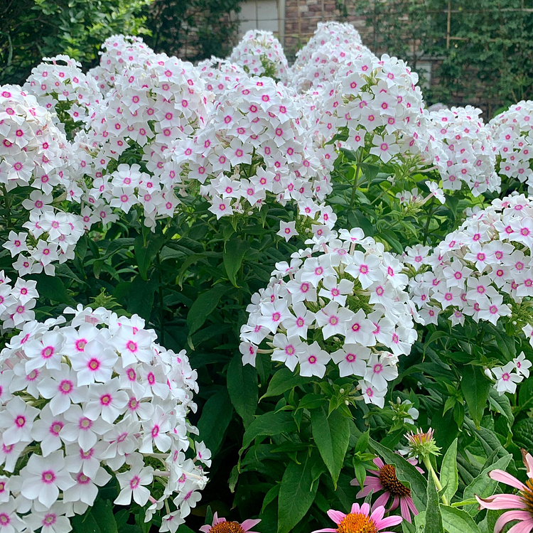 Garden Phlox Seeds - Mix