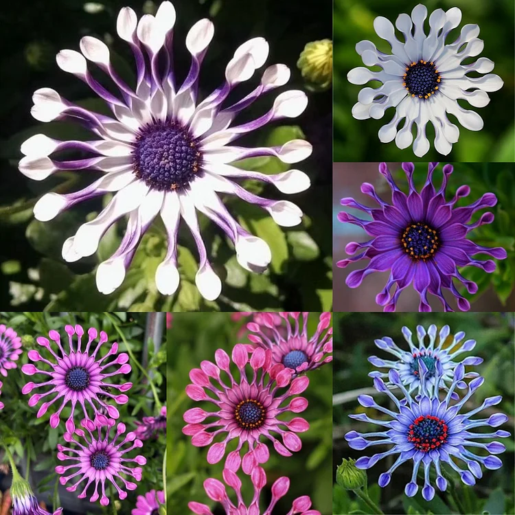 BLUE EYE CHRYSANTHEMUM