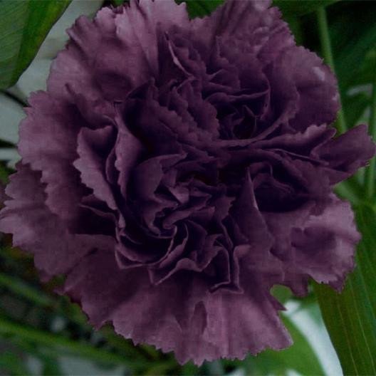 Grenadin King of Blacks Carnation Seeds Jonyparkseed®