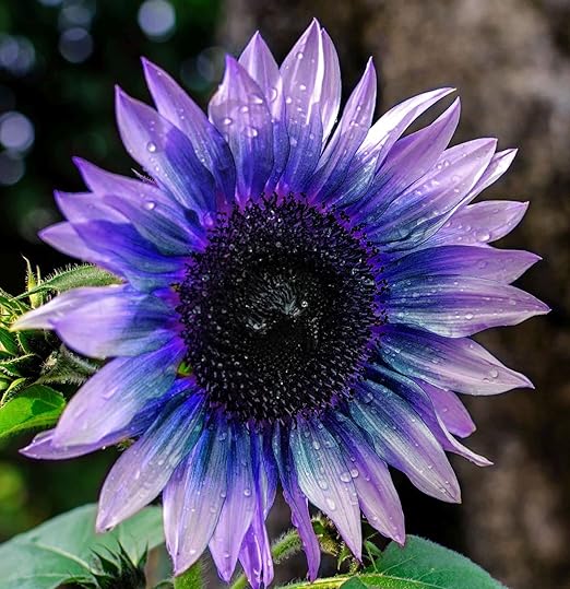 Sunflower Seeds for Planting Rare Multi Color Garden Seeds Sunflowers Jonyparkseed®