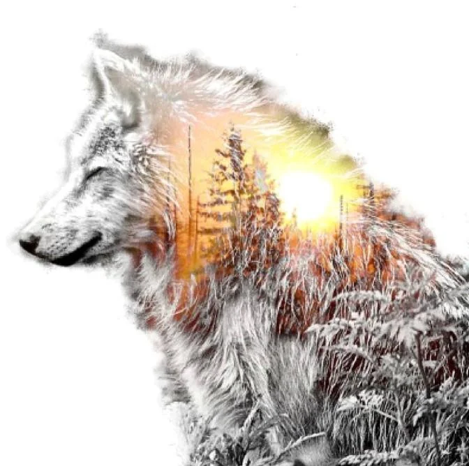 Full Round Diamond Painting - Wolf(30*30cm)