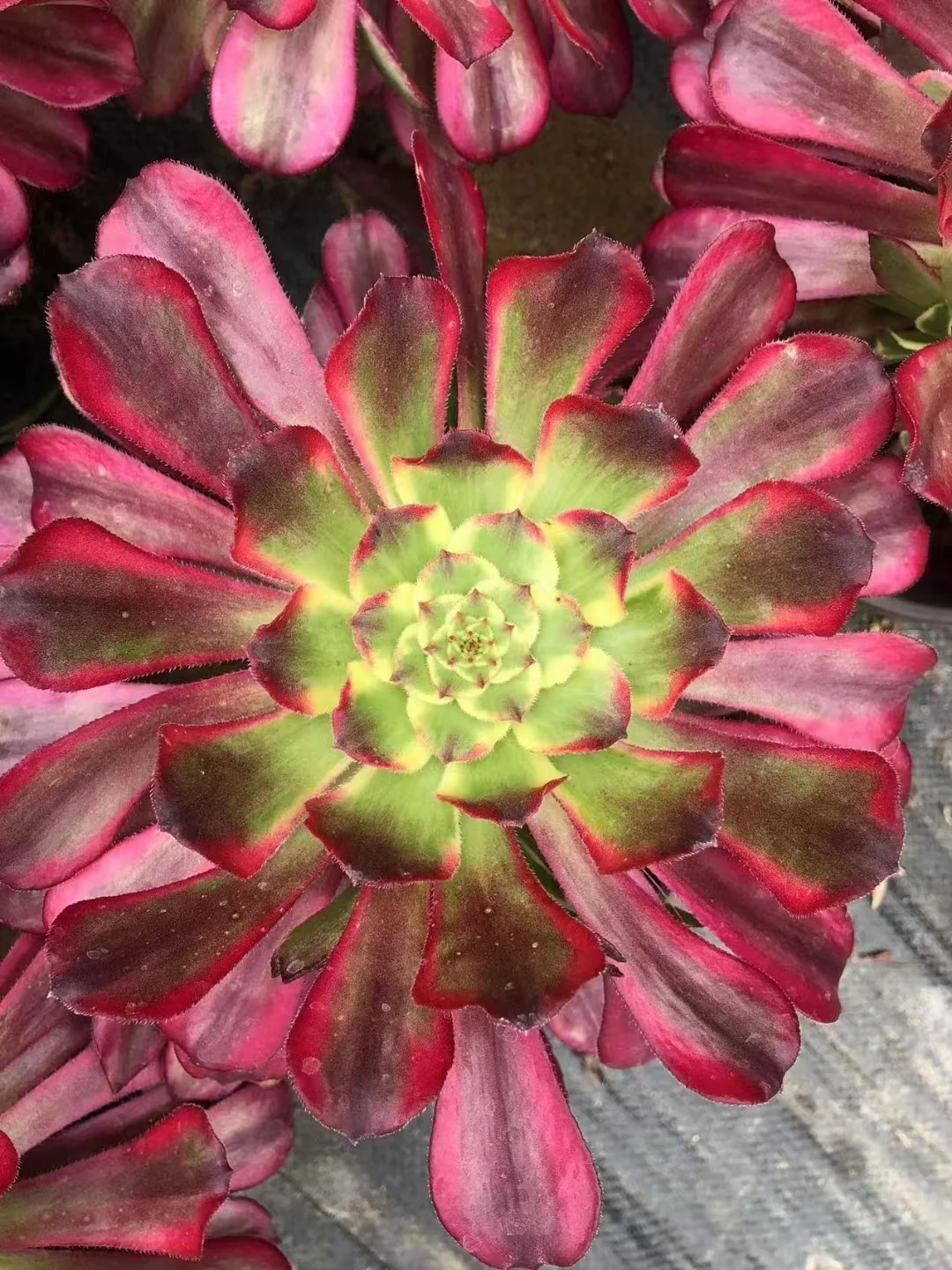 102. Pampas  single head and cutting / Aeonium / Succulent plants / Garden landscape / Carefully select healthy plants