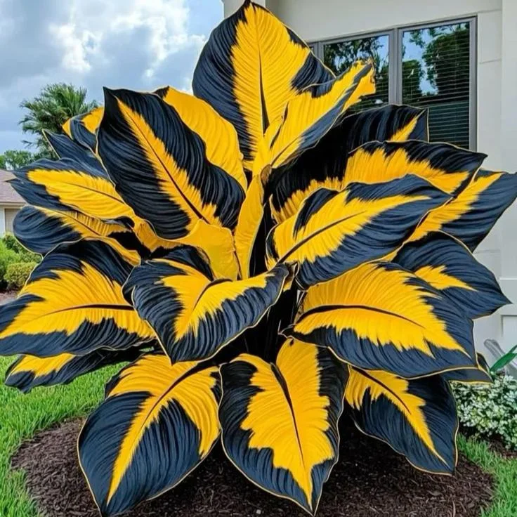 Sunburst Glory-Giant Alocasia Bulbs🍃Transform Your Space with Tropical Majesty