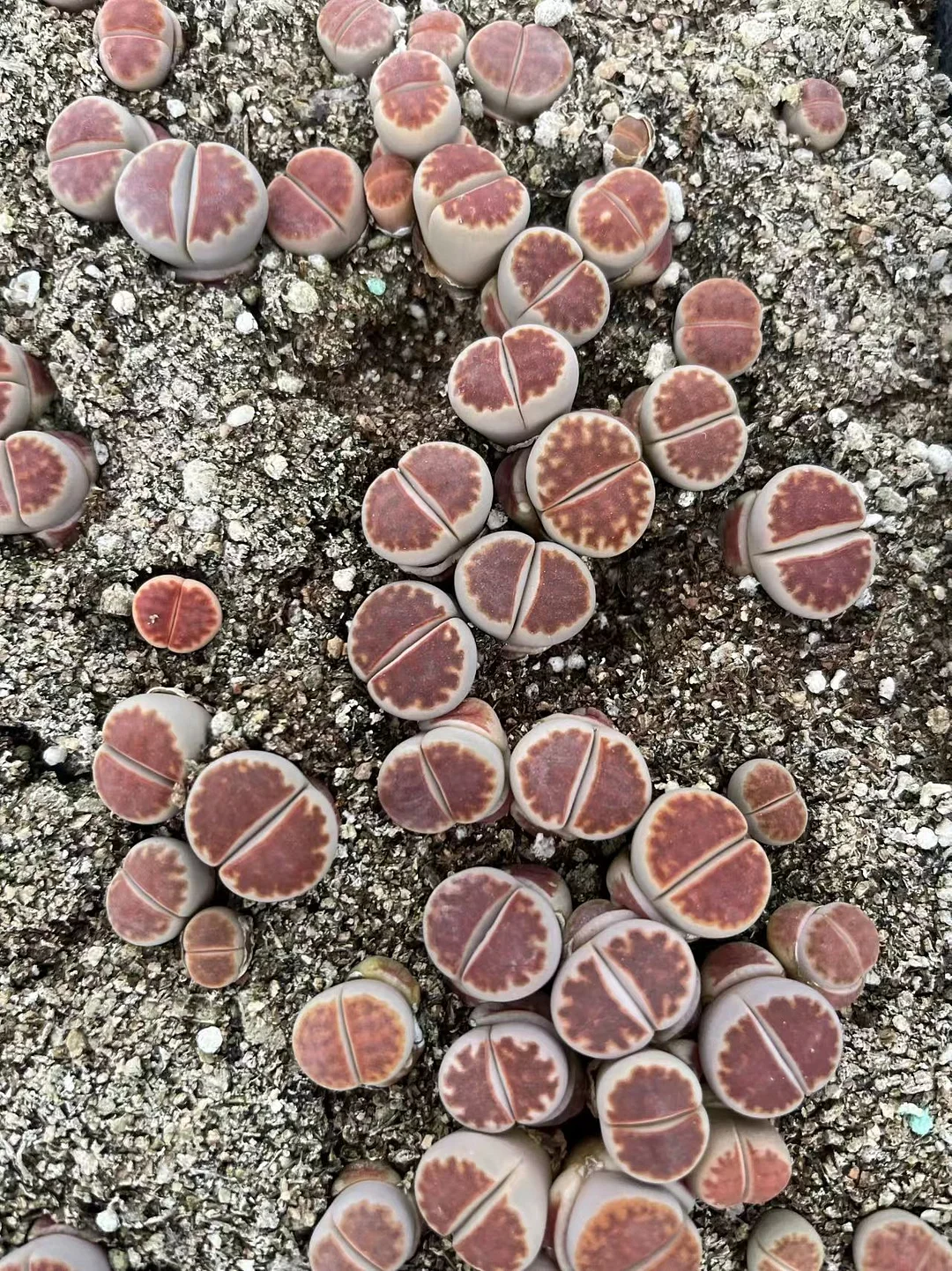 plant Aeonium Echeveria Haworthia  Caudex  Lithops Cactus  Agave 