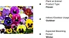 Mix Pansy Seeds Swiss Giants Mix Flower Bulk 1000 Seeds