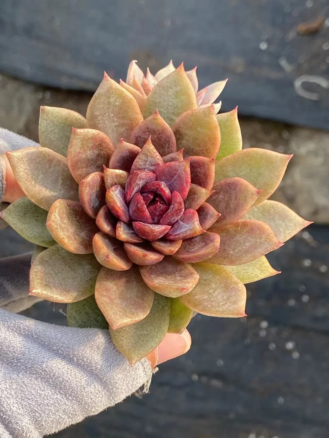 plant Aeonium Echeveria Haworthia  Caudex  Lithops Cactus  Agave 