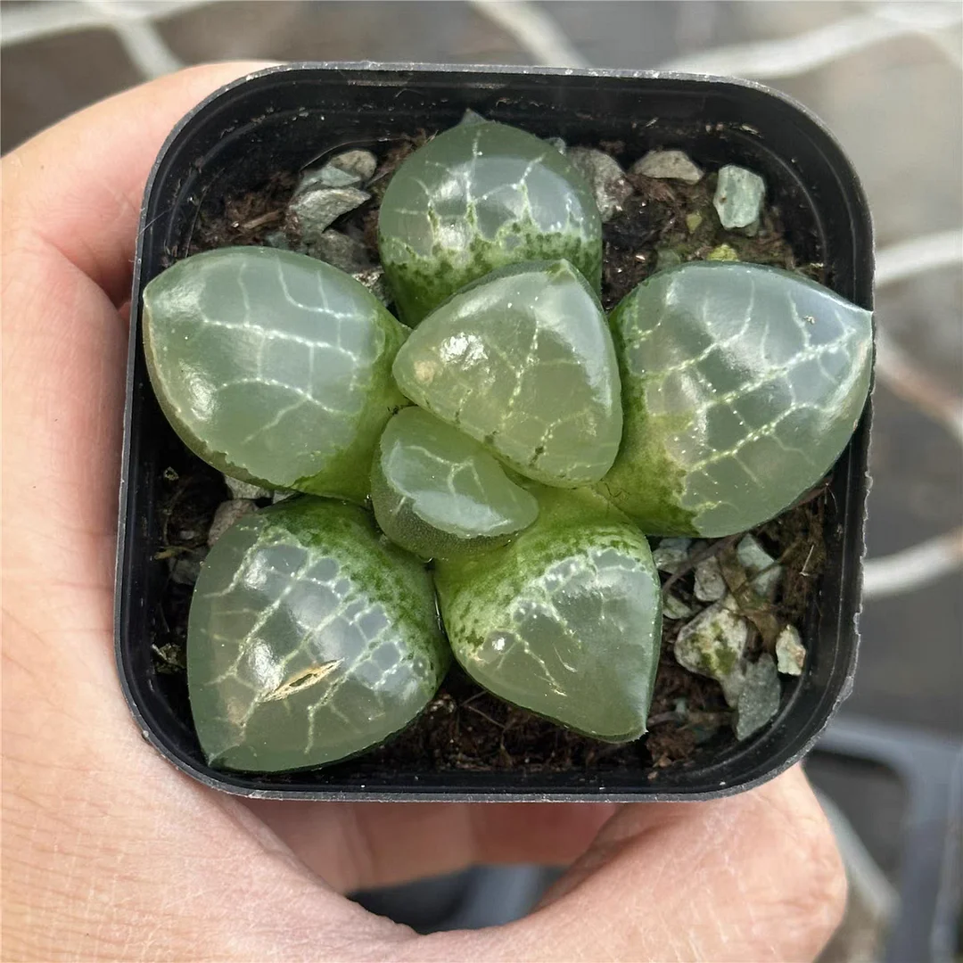 plant Aeonium Echeveria Haworthia  Caudex  Lithops Cactus  Agave 