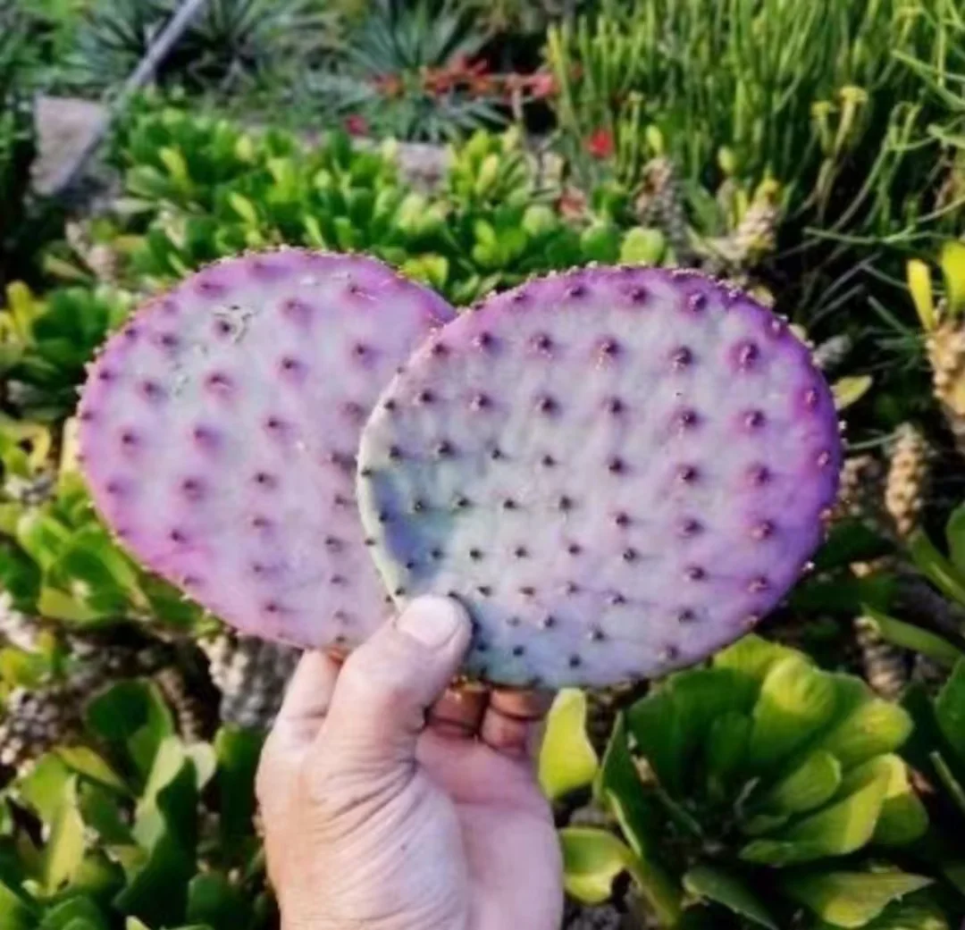 plant Aeonium Echeveria Haworthia  Caudex  Lithops Cactus  Agave 