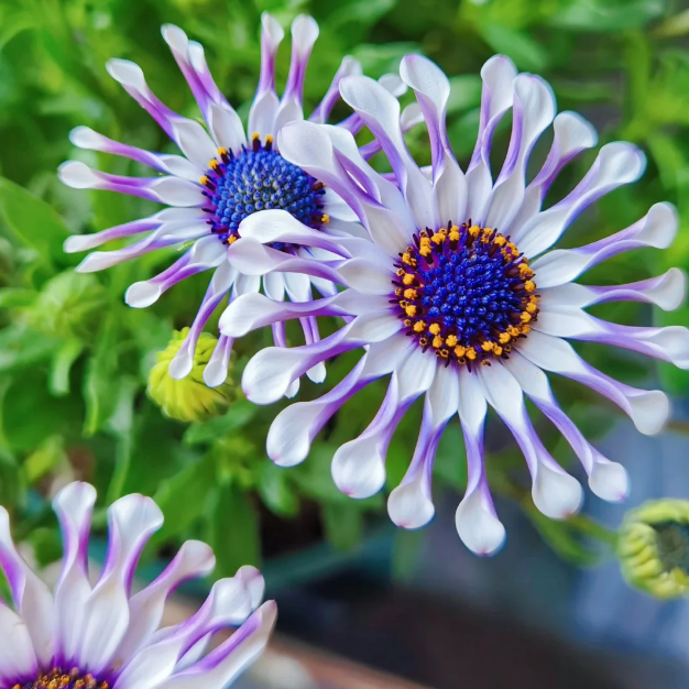 🌼Blue-Eyed Daisy Seeds