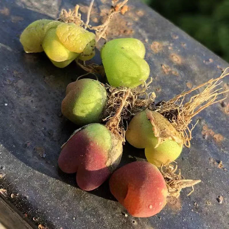 plant Aeonium Echeveria Haworthia  Caudex  Lithops Cactus  Agave 