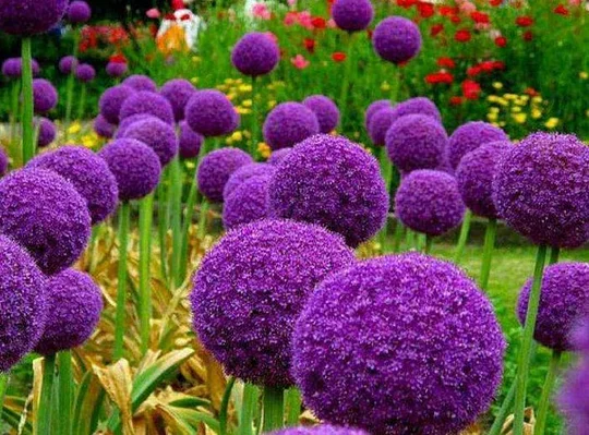 Is it a giant allium or a scallion flower? One inflorescence produces nearly a thousand flowers, larger than a fist.