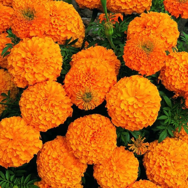 🌼Marigold – Pest Killer