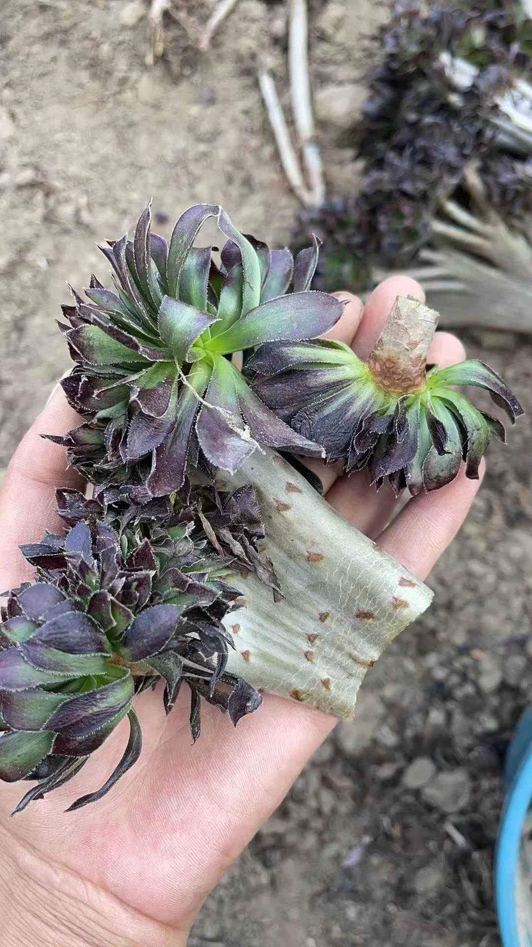 plant Aeonium Echeveria Haworthia  Caudex  Lithops Cactus  Agave 