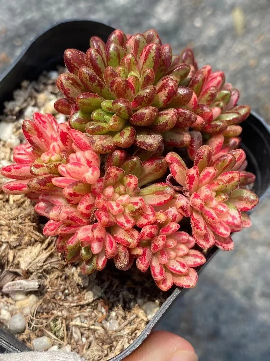 plant Aeonium Echeveria Haworthia  Caudex  Lithops Cactus  Agave 