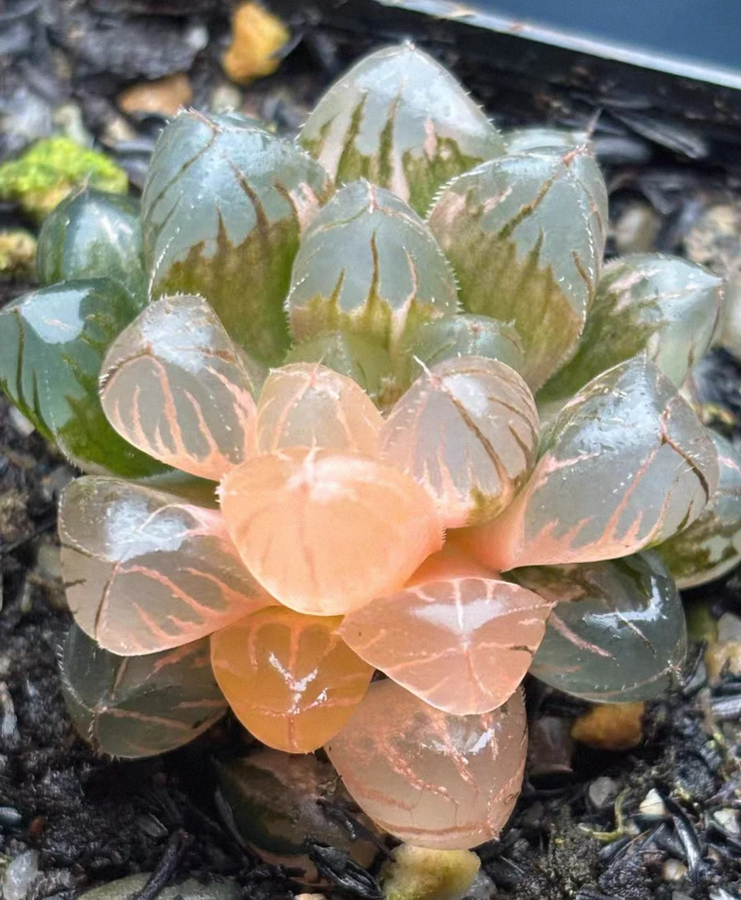 plant Aeonium Echeveria Haworthia  Caudex  Lithops Cactus  Agave 