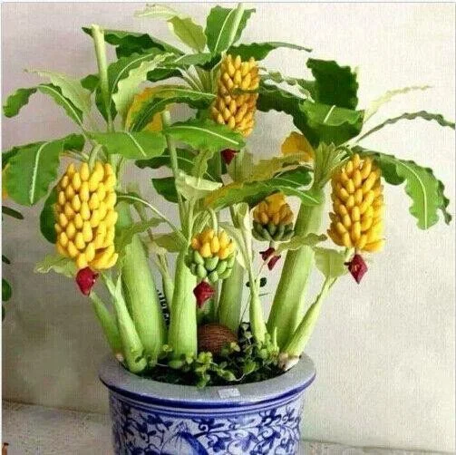 30pcs Dwarf Banana Seeds Bonsai Tree Tropical Fruit Seeds Balcony Home Plants