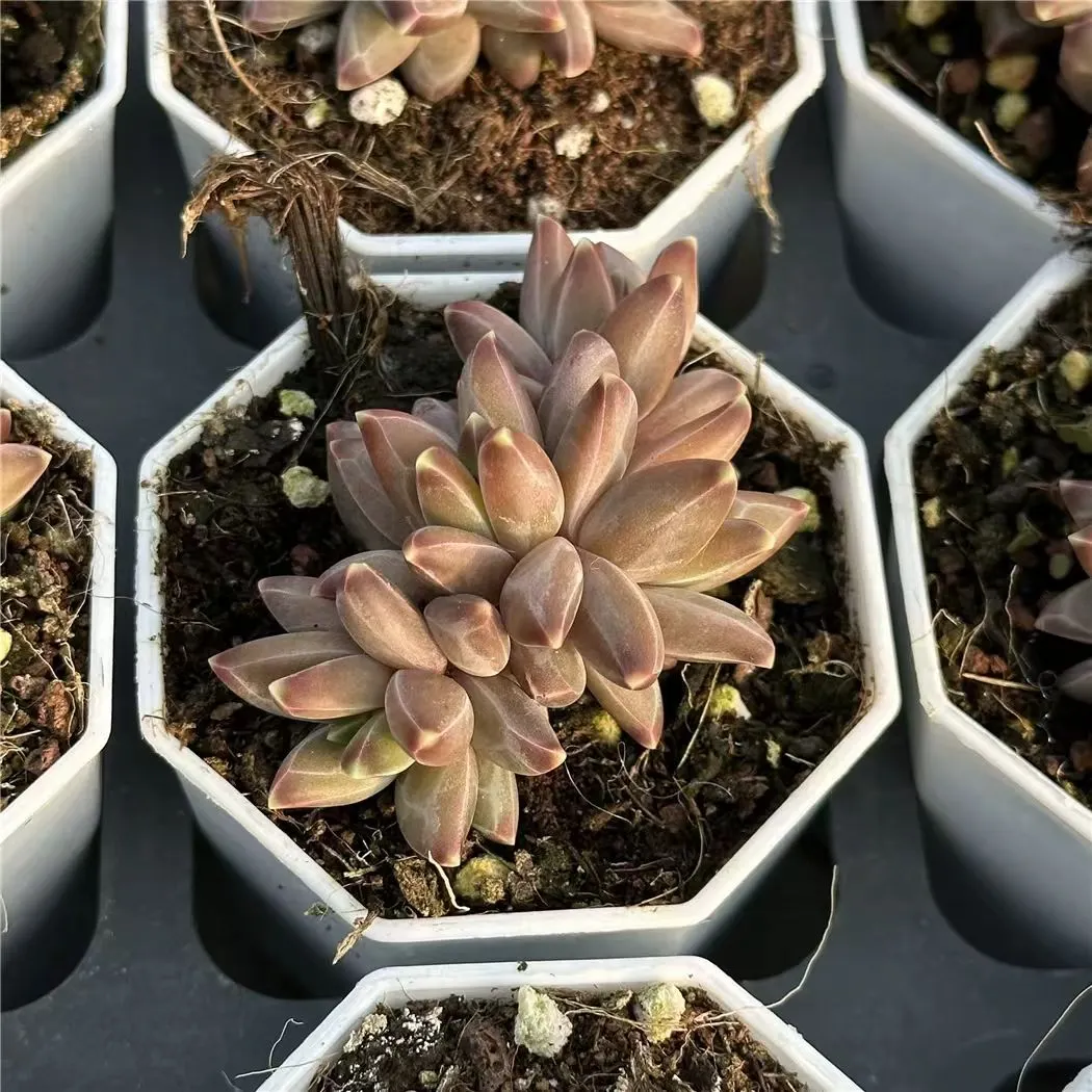 plant Aeonium Echeveria Haworthia  Caudex  Lithops Cactus  Agave 