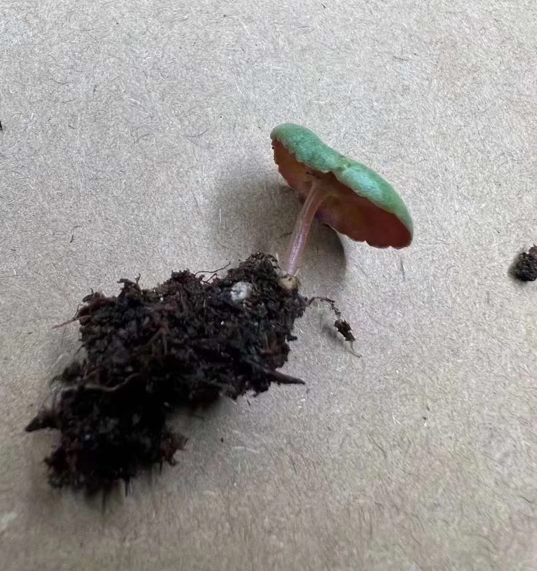 plant Aeonium Echeveria Haworthia  Caudex  Lithops Cactus  Agave 