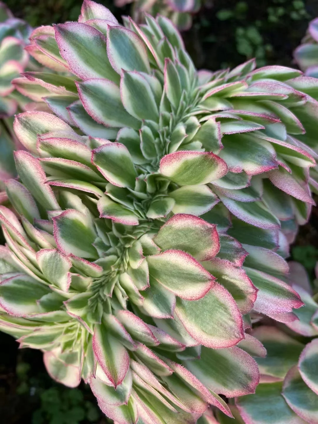 plant Aeonium Echeveria Haworthia  Caudex  Lithops Cactus  Agave 